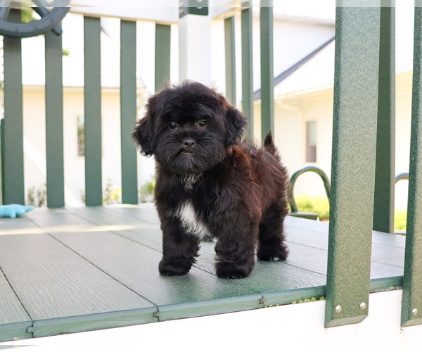 Medium Photo #5 Shih-Poo Puppy For Sale in SYRACUSE, IN, USA