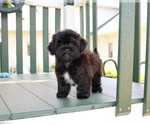 Small #4 Shih-Poo