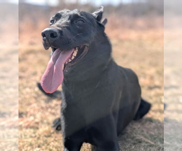 Medium Photo #3 Mutt Puppy For Sale in Boonton, NJ, USA