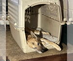 Small #7 German Shepherd Dog Mix