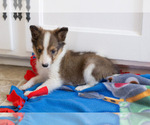 Small Photo #8 Shetland Sheepdog Puppy For Sale in MILWAUKEE, WI, USA