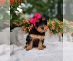 Small Yorkshire Terrier