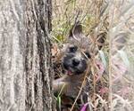 Small Photo #16 Cairn Terrier Puppy For Sale in WHITEWOOD, SD, USA