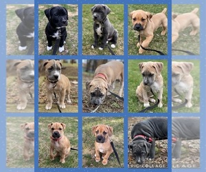 American Staffordshire Terrier-Cane Corso Mix Dogs for adoption in MILWAUKEE, WI, USA