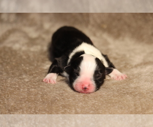 Australian Shepherd Puppy for sale in CHEHALIS, WA, USA