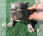 Small Photo #46 French Bulldog Puppy For Sale in PLACERVILLE, CA, USA