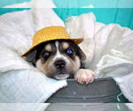 Small #5 Siberian Husky Mix