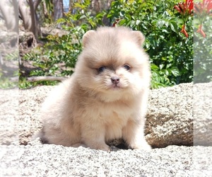 Pomeranian Puppy for sale in BEVERLY HILLS, CA, USA