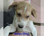 Small Photo #5 Retriever -Unknown Mix Puppy For Sale in Aurora, IN, USA