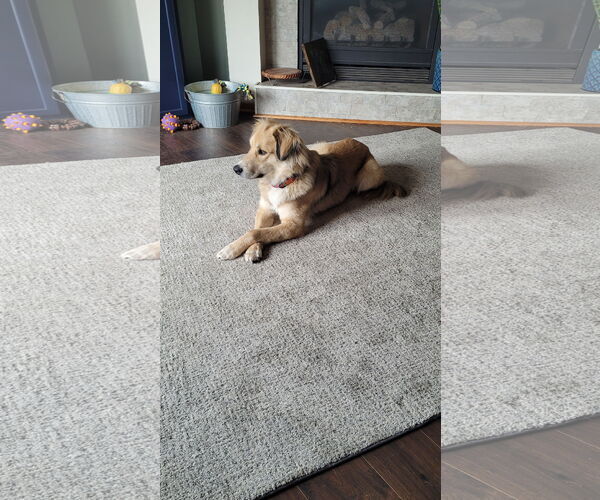 Medium Photo #3 Golden Retriever-Unknown Mix Puppy For Sale in Brooklyn Center, MN, USA