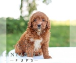 Small #5 Goldendoodle (Miniature)