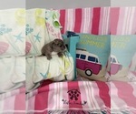 Small #13 French Bulldog