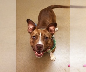 Snickers - Female American Staffordshire Terrier Dog for Adoption - Photo #4