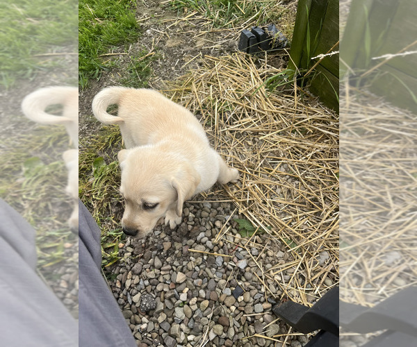 Medium Photo #2 Labrador Retriever Puppy For Sale in ATWATER, OH, USA