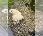 Small #1 Labrador Retriever