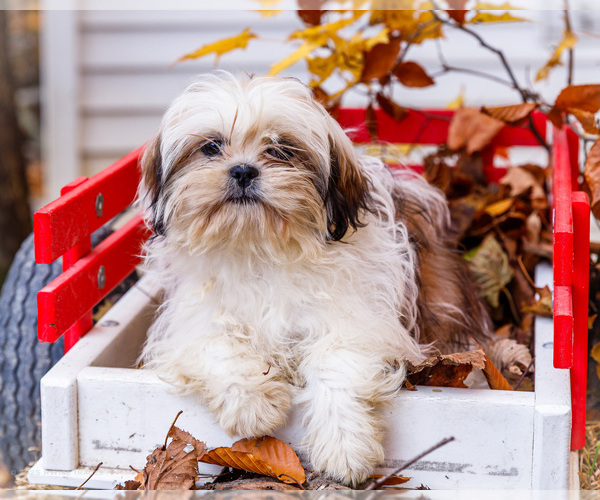 Medium Photo #1 Shih Tzu Puppy For Sale in WAKARUSA, IN, USA