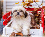 Small Shih Tzu