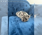 Small Photo #36 French Bulldog Puppy For Sale in SEATTLE, WA, USA