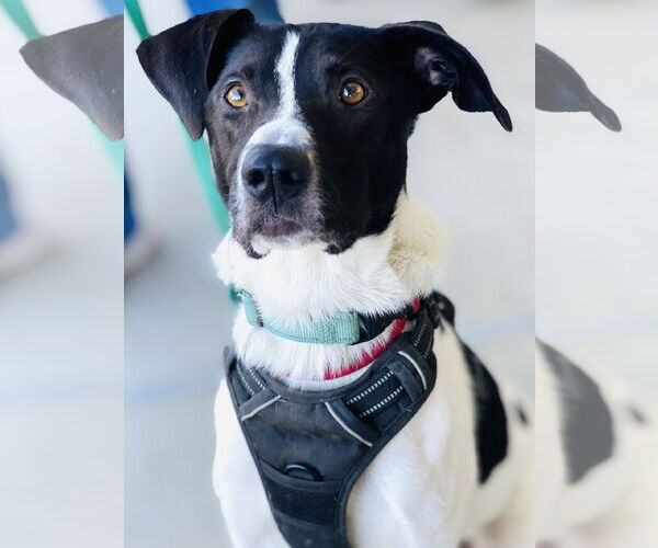 Medium Photo #6 Mutt Puppy For Sale in Fairfax, VA, USA