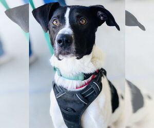Chester 2 *Adopt or Foster* - Male Mutt Dog for Adoption - Photo #6
