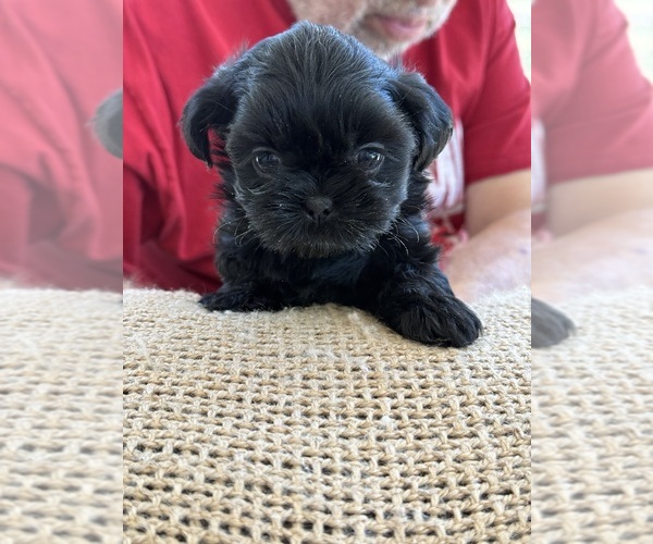 Medium Photo #2 Shih Tzu Puppy For Sale in CANTONMENT, FL, USA