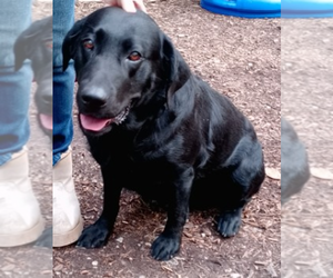 Mother of the Labrador Retriever puppies born on 01/29/2026