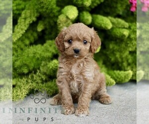 Cavapoo Puppy for sale in PARADISE, PA, USA