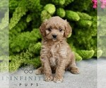 Image preview for Ad Listing. Nickname: Cassie