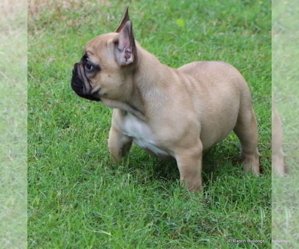 Medium Photo #8 French Bulldog Puppy For Sale in WINNSBORO, TX, USA