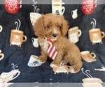 Small #3 Cavapoo (Standard)