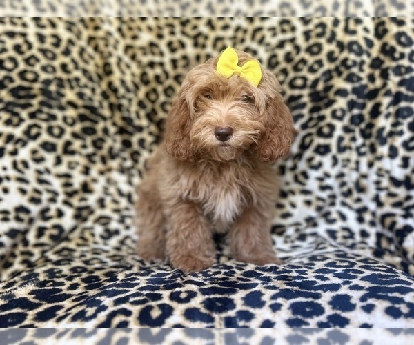 Medium Photo #3 ShihPoo Puppy For Sale in LAKELAND, FL, USA