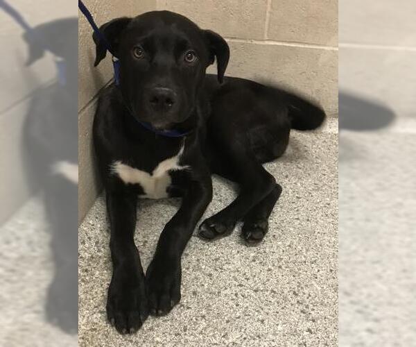 Medium Photo #1 Labrador Retriever Puppy For Sale in Conroe, TX, USA