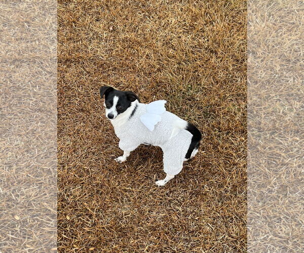 Medium Photo #2 Chihuahua-Unknown Mix Puppy For Sale in Holly Springs, NC, USA