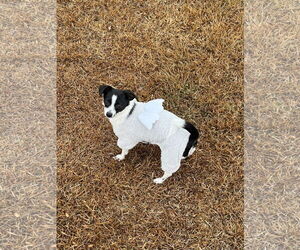 Mira - Female Chihuahua-Unknown Mix Dog for Adoption - Photo #2