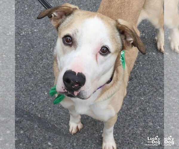 Medium Photo #4 Bulldog-Unknown Mix Puppy For Sale in Washington, DC, USA