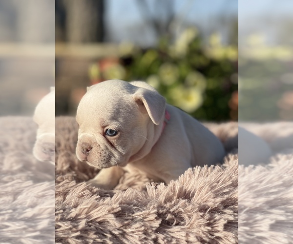 Medium Photo #5 French Bulldog Puppy For Sale in RICHLAND, IA, USA