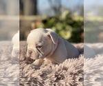 Small Photo #5 French Bulldog Puppy For Sale in RICHLAND, IA, USA