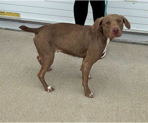 Mutt Dogs for adoption in Louisville, KY, USA