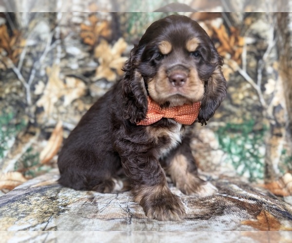 Medium Photo #4 Cocker Spaniel Puppy For Sale in LAKELAND, FL, USA