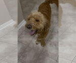 Small #3 Goldendoodle