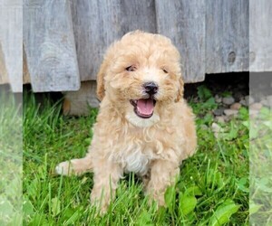 Goldendoodle-Poodle (Miniature) Mix Puppy for sale in CANAJOHARIE, NY, USA
