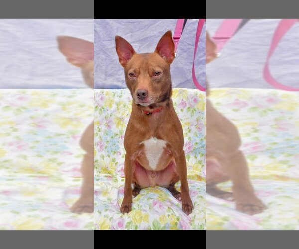 Medium Photo #1 Pharaoh Hound-Rat Terrier Mix Puppy For Sale in Richmond, IN, USA