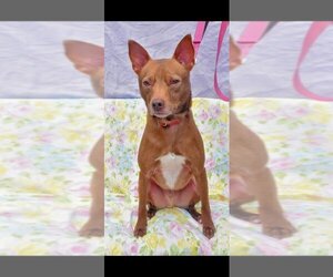 Pharaoh Hound-Rat Terrier Mix Dogs for adoption in Richmond, IN, USA