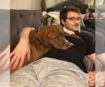 Small #2 American Staffordshire Terrier Mix