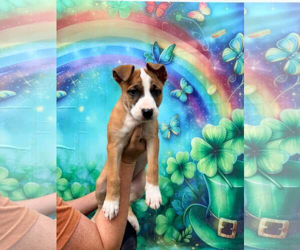 Medium Photo #1 Mutt Puppy For Sale in Pompano Beach , FL, USA