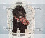 Small #9 Poodle (Toy)