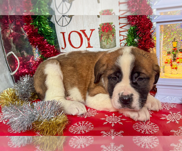 Medium Photo #2 Saint Bernard Puppy For Sale in ORWELL, OH, USA