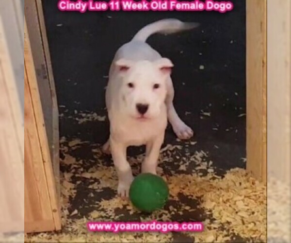 Medium Photo #125 Dogo Argentino Puppy For Sale in PINEVILLE, MO, USA