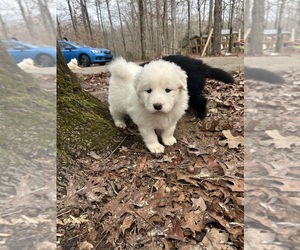 Newfoundland-Samoyed Mix Puppy for Sale in ODENTON, Maryland USA