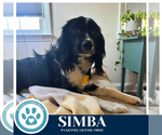 Small #6 Australian Shepherd-Colonial Cocker Spaniel Mix